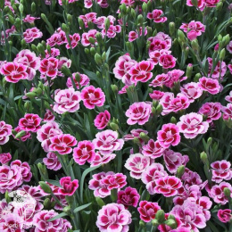 Гвоздика Пинк киссес