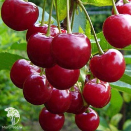 Вишня Тургеневка