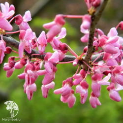 Церцис канадский