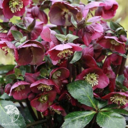 Морозник восточный Ред Леди