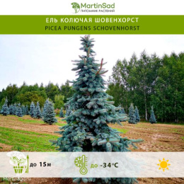 Ель колючая Шовенхорст