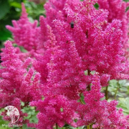 Астильба японская Бремен