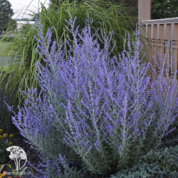 Перовския лебёдолистная Рокетмэн