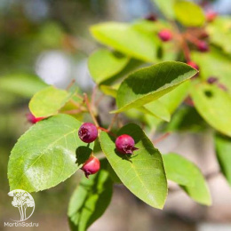 Ирга Ламарка с формой кроны "Крыша"