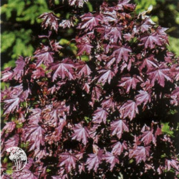 Клён остролистный Роял Ред на штамбе