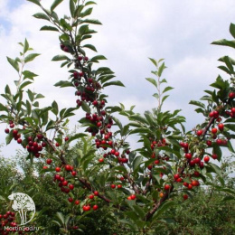 Вишня обыкновенная Морозовка