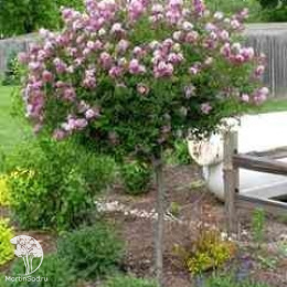 Сирень обыкновенная Мишель Бюхнер на штамбе