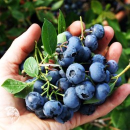 Голубика высокорослая Шантеклер