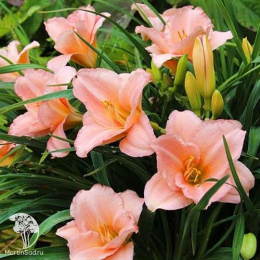 Лилейник Он энд Он