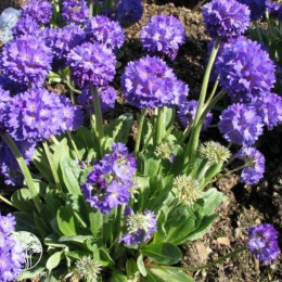 Примула зубчатая голубая