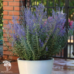 Перовския лебедолистная Блю Стил