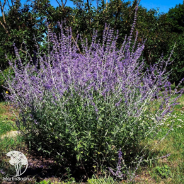 Перовския лебедолистная Блю Спайр