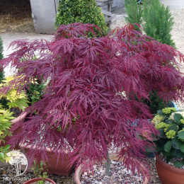 Клён веерный Гарнет