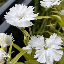 Dianthus chinensis Diana White Гвоздика китайская Диана Вайт