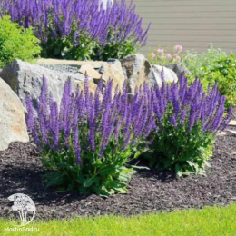 Набор для мяса тимьян Сильвер Куин + шалфей Мерло Блю