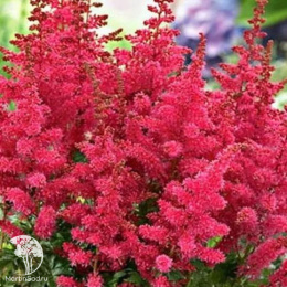 Астильба гибридная Юник Кармин