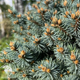 Ель колючая Брунек на штамбе