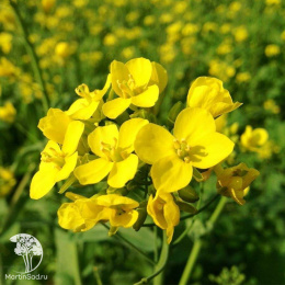 Горчица белая Семеновская