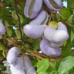 Акебия Пятилисточковая красная