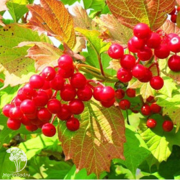 Калина обыкновенная Ульгень