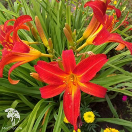 Лилейник гибридный Отум Ред