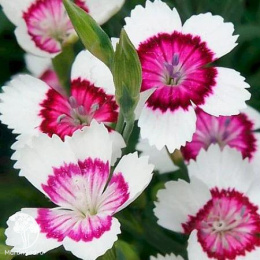 Гвоздика травянка Арктик Фаер