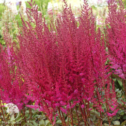 Астильба Майти Чоколейт Черри