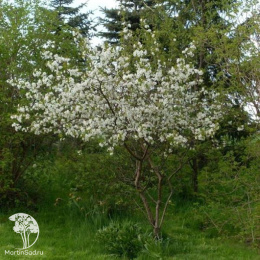 Вишня Молодёжная