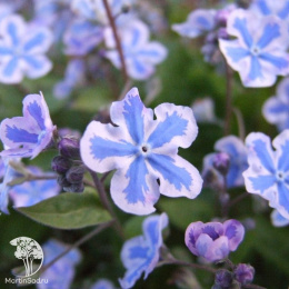 Пупочник каппадокийский Старри Айз