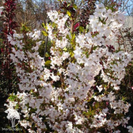 Вишня ниппонская Бриллант на штамбе