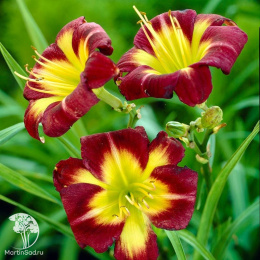 Лилейник Найт Бекон