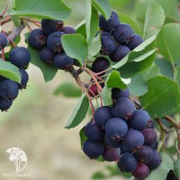 Ирга Ламарка три ствола переплетены в косу