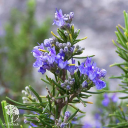 Набор для мяса розмарин лекарственный + шалфей Руген