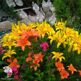 Лилейник Джин