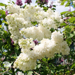 Сирень Алиса Хардинг на штамбе