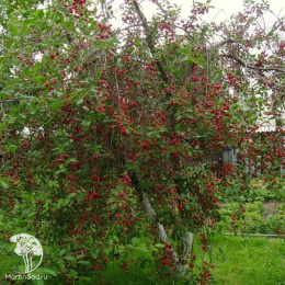 Вишня Молодёжная