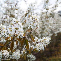 Ирга Ламарка три ствола переплетены в косу