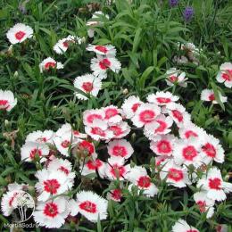 Гвоздика китайская Диана Ред Центред Вайт