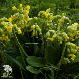 Примула весенняя