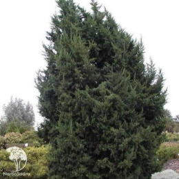 Можжевельник китайский Монарх