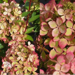 Гортензия метельчатая Пастель Грин