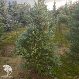 Пихта корейская Сильберлок