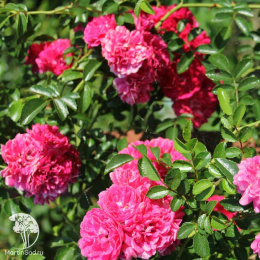 Роза плетистая Эксельза