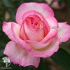 Роза чайно-гибридная Принцесса де Монако фото 3 