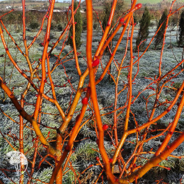 Липа мелколистная Винтер Оранж на штамбе