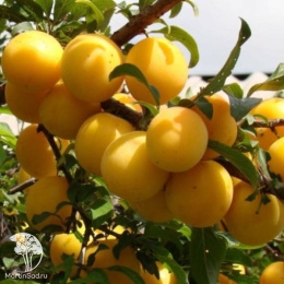 Алыча Злато Скифов