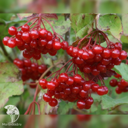 Калина Эликсир