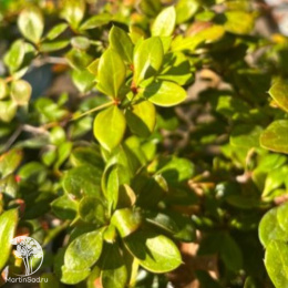 Барбарис бородавчатый