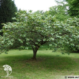 Вишня мелкопильчатая Тайхаку