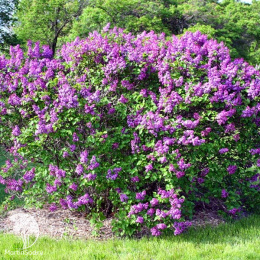 Сирень обыкновенная Мишель Бюхнер